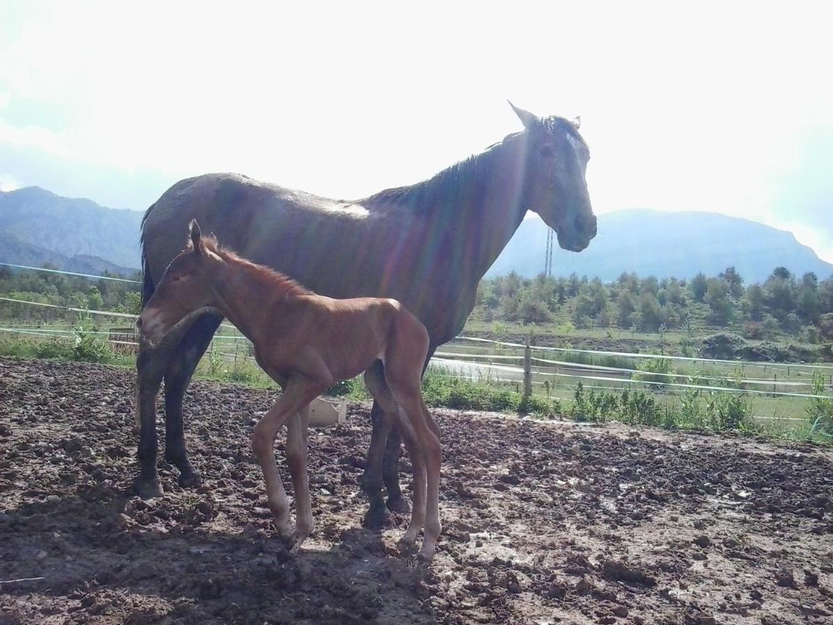 El Jou Nature Sant Corneli Dış mekan fotoğraf